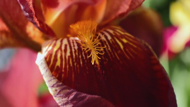 Close-up of a burgundy brown bearded iris flower (Iris germanica) blooming in a garden, macro footage. Concept of flora, horticulture, and botany.