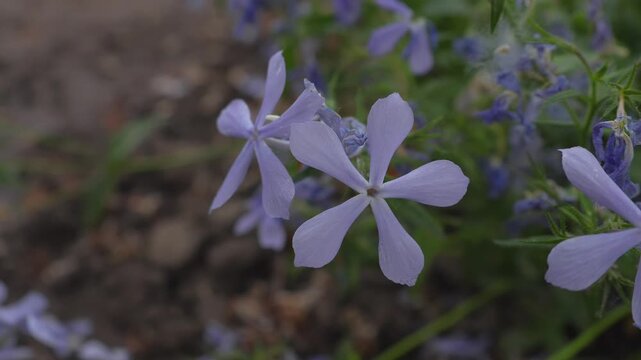 A young phlox flower sways in the wind, close-up, plant and flower care, private garden