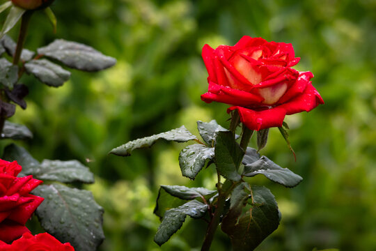 A single red rose rises against a velvety green bokeh its velour petals unfolding with quiet drama and promise making a graceful focal point for themes of love devotion and beauty