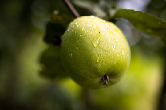 Close view of a crisp green apple covered in water droplets on a tree branch with dreamy bokeh suggesting freshness growth and farm to table eating perfect for diet concepts and seasonal gardening