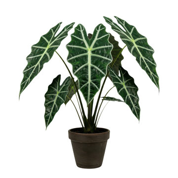 Alocasia polly plant in a pot isolated on a white background with alocasia