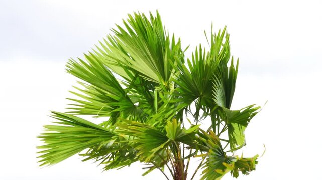 Top view of palm tree blowing violently in strong wind under overcast sky