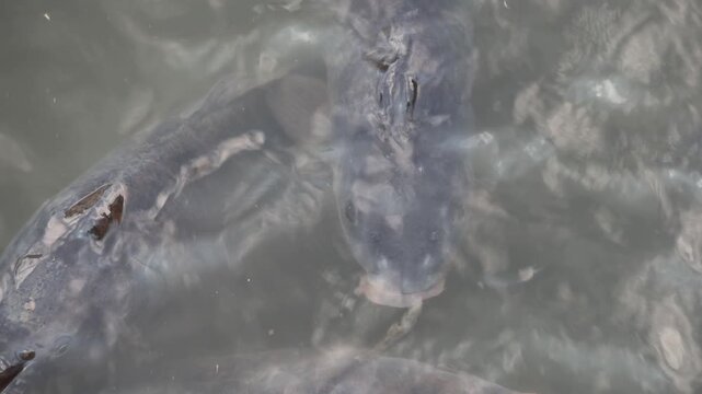 Common carp swimming and gulping air at the surface