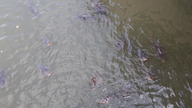 Common carp swimming and gulping air at the surface