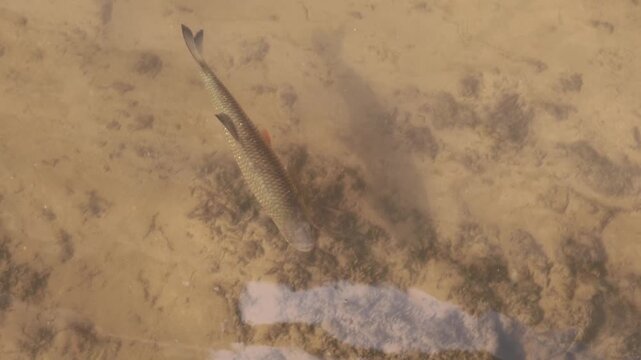 Wild chub fish swimming against the current in the Geul River Limburg, the netherlands