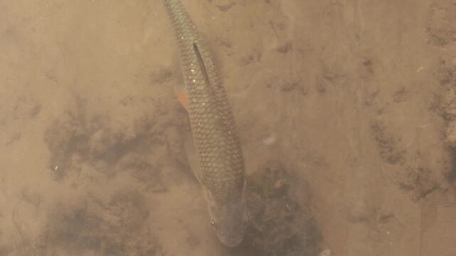 Wild chub fish swimming against the current in the Geul River Limburg, the netherlands