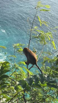 A brown monkey sits on a branch overlooking a blue ocean. Lush green leaves surround the scene, creating a tropical atmosphere.