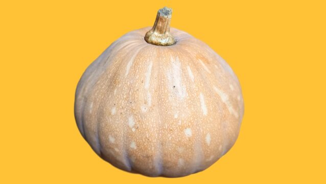 fresh ripe pumpkin isolated on orange background 
