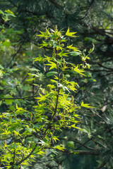 Fototapeta premium Liquidambar styraciflua, commonly known as American sweetgum. It displays young, light-green star-shaped leaves emerging from central stem, surrounded by developing clusters.