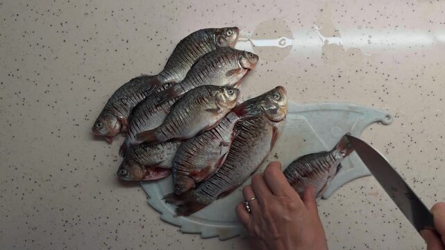 Unrecognizable woman hands cutting and scoring raw fish with a sharp knife on a cutting board for frying in home kitchen overhead top down close up view authentic culinary preparation process