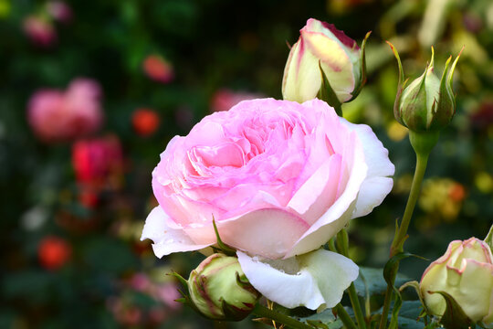 Blumen 1471