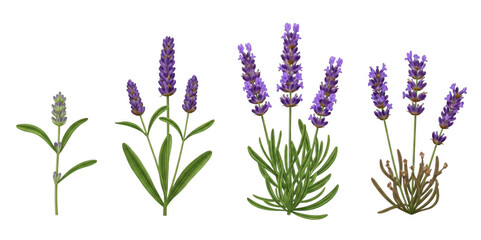 Fototapeta premium Lavender flowers set isolated on white. Purple floral botanical elements for design.