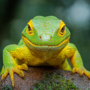 Frontal portrait of a vivid green and yellow lizard with striking eyes, its scaly skin visible, perched on a mossy surface