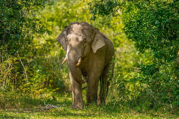 Fototapeta premium Its body is gray, its snout is called the trunk. The trunk of the Asian elephant has only one beak. Nakhon Ratchasima, Thailand.