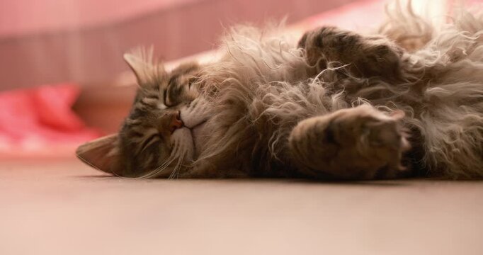 cat lying on its back on a warm wooden floor, exposing its thick furry belly while resting in a bright patch of natural sunlight.