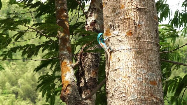 Blue crested lizard perched on tree trunk surrounded by moving green leaves in windy forest