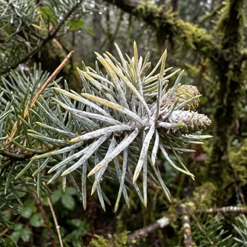 Abies Concolor Disease Powdery Mildew Botanical Photo