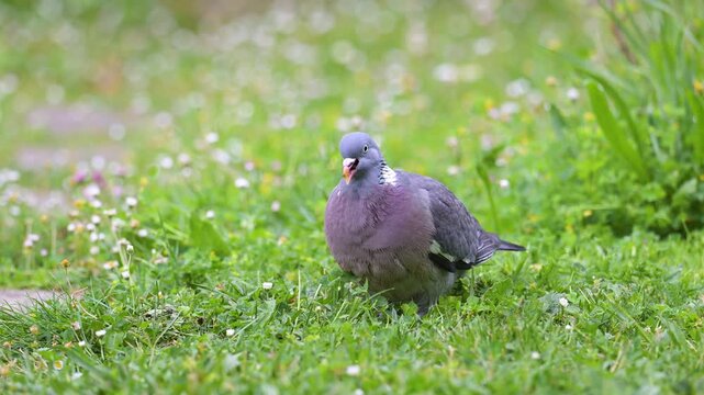 Portrait of a male Wood pigeon walking, observing and eating grass in spring in a domestic garden the feathers wet after taking a bath. Columba palumbus, Indre-et-Loire, r&eacute;gion Centre, France, Europe