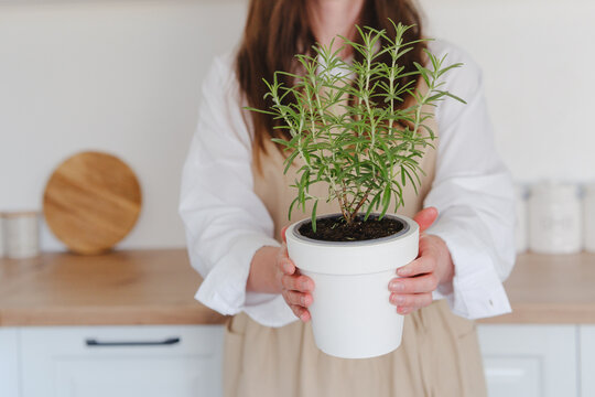 Woman holding potted rosemary herb in bright kitchen counter