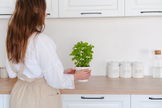 Woman holding potted herb in bright modern kitchen