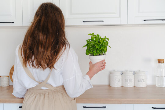 Woman holding potted basil plant in bright home kitchen