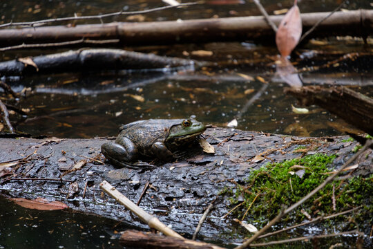 雨上りの里山の池に佇むカエル