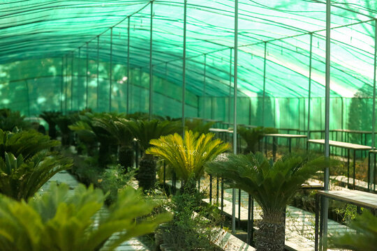 Greenhouse with Rows of Cycad Plants Under Shade Net &ndash; Tropical Nursery Top View