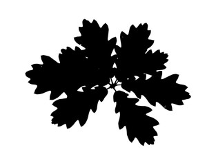Fototapeta premium Black silhouette of a small oak tree leaf cluster isolated on transparent background, Vector