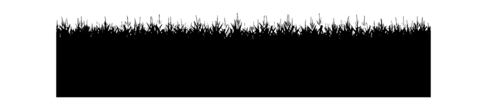 Black silhouette of a pine forest tree line isolated on a horizontal border isolated on transparent background, Vector