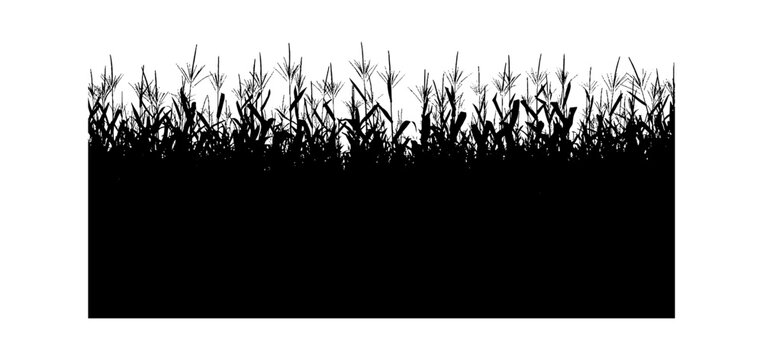 Black silhouette of corn field plants isolated on a simple frame isolated on transparent background, Vector