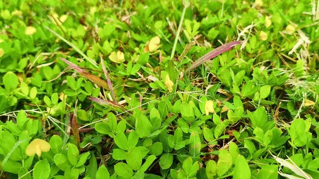 Arachis pintoi (pinto peanut) leaves and wild grass in a sunny garden