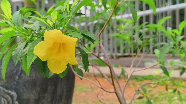 Close-up video of vibrant yellow elder flower (Tecoma stans) swaying gently in the breeze on a potted plant in an outdoor garden. 
