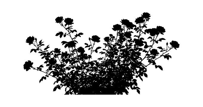 Black silhouette of a blooming rose bush with flowers and leaves isolated on transparent background, Vector