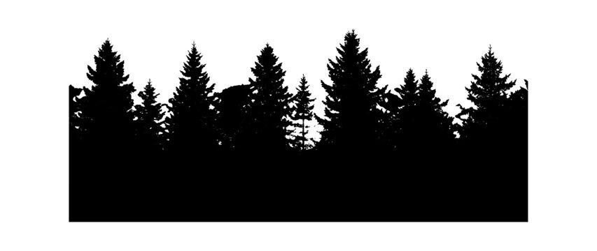 Black silhouette of a pine forest trees border isolated on transparent background, Vector