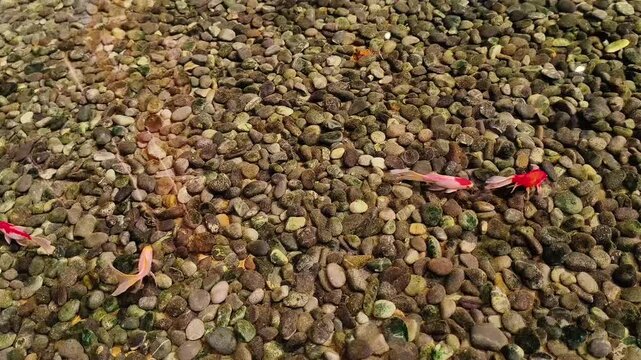 colorful small fish swimming in clear shallow water over a gravel stone pond bottom. High angle view of pink and red ornamental fish in a outdoor pebble garden pond, ideal for nature, relaxation