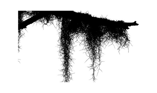Black silhouette of spanish moss hanging from a tree branch isolated on transparent background, Vector