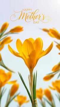 Happy mothers day yellow crocus flower blooming closeup with soft sunlight and golden petals for spring greeting card concept