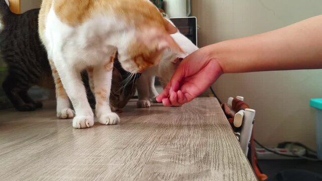 Human hand feeding dry cat food treats to domestic cats on a wooden table. Close-up view of hungry ginger and white cats eating snacks, showcasing pet care, animal feeding, bonding