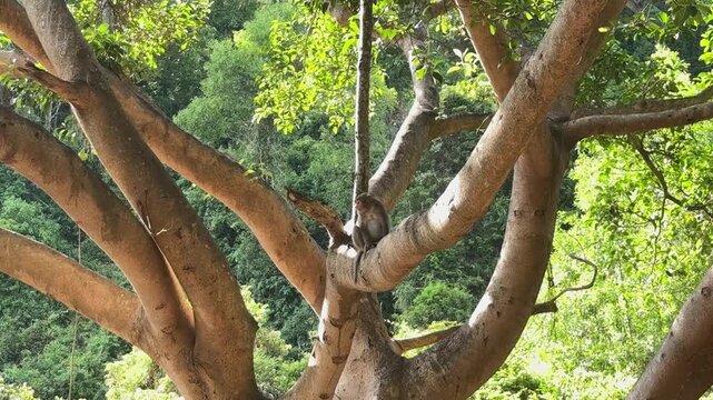 Da nang, lady buddha, monkey relaxing on a big tree limb, observing its surroundings in a vibrant green jungle environment, nature wildlife scene