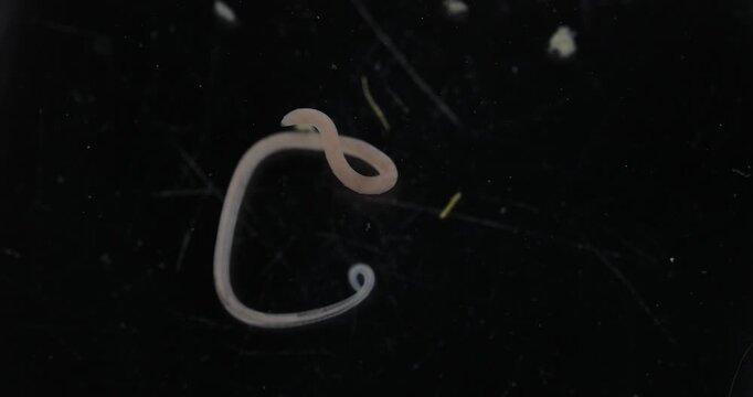 Cestode Larva (Cysticercus) and Strongyloides ratti Parasites in lab.