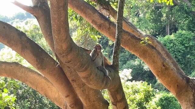Da nang, lady buddha, macaque monkey resting on a large tree branch, observing its natural habitat in a green tropical forest jungle