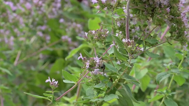 Closeup of honey bee (Apis mellifera) on oregano flowers (Origanum vulgare)
