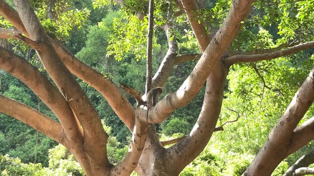 Da nang, lady buddha, macaque monkey sitting on intertwined tree branches in a sunny forest, surrounded by lush green foliage and nature