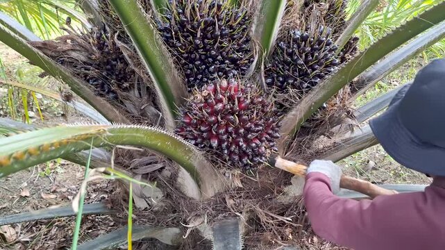 Close-up shot of an agricultural worker using a long harvesting chisel tool to cut down a ripe fresh fruit bunch (FFB) from a short oil palm tree in a plantation field.