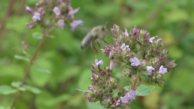 Closeup of honey bee (Apis mellifera) on oregano flowers (Origanum vulgare)