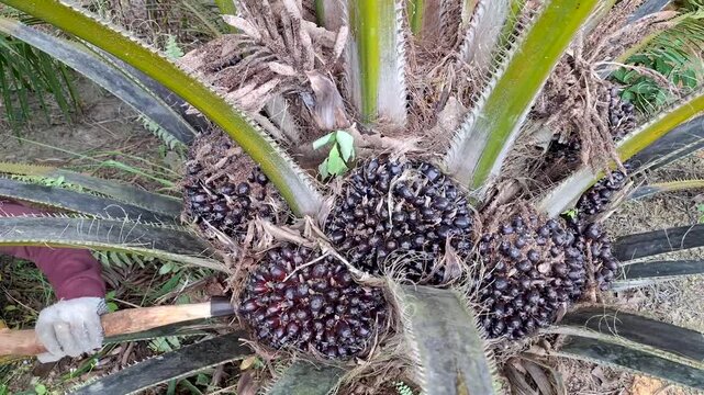 Wide close-up of a worker operating a long chisel pole to harvest dark ripe fresh fruit bunches nestled between the fronds of a short oil palm tree.