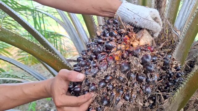Close-up of a worker wearing safety gloves using both hands to pull and remove a heavy, ripe oil palm fruit bunch from the tree trunk after harvesting.