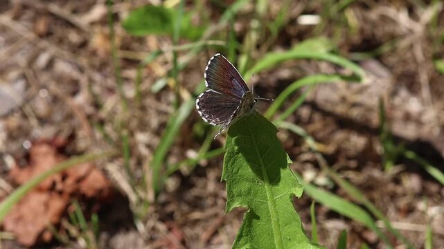 short clip of Scolitantides orion the chequered blue blue butterfly sitting in the grass