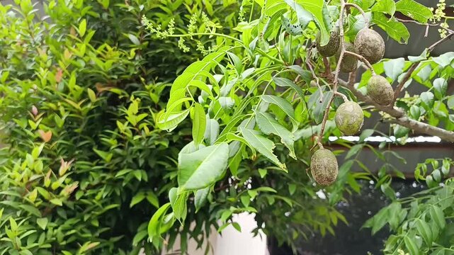 Close Up Ambarella Fruits And Green Leaves On Tree