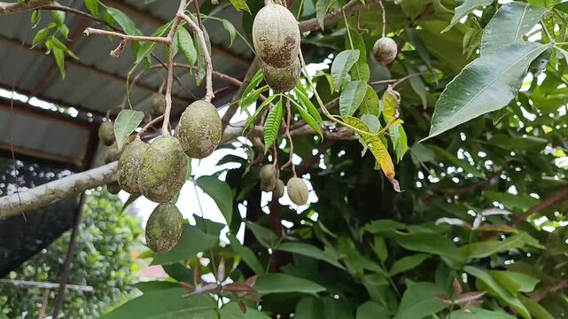 Close Up Green Ambarella Fruits Growing On Tree